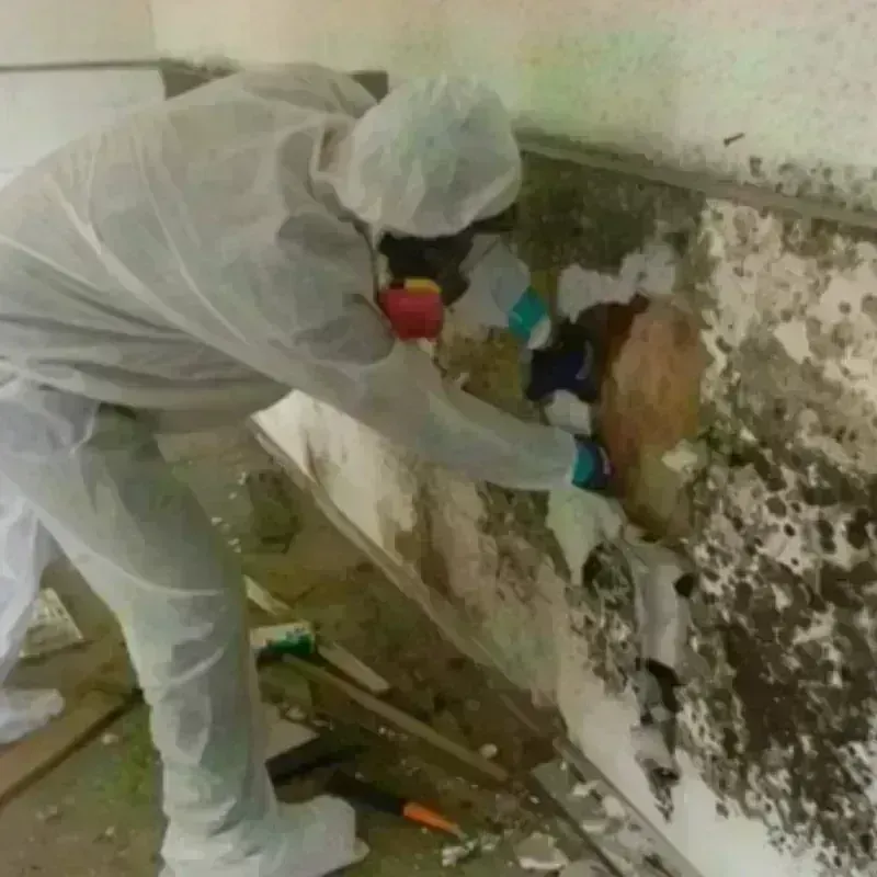 Mold Remediation and Removal in Jamestown, ND